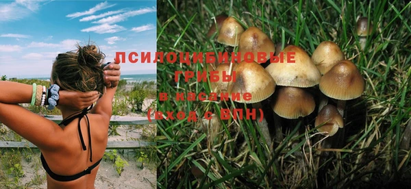 прущие грибы Алексеевка